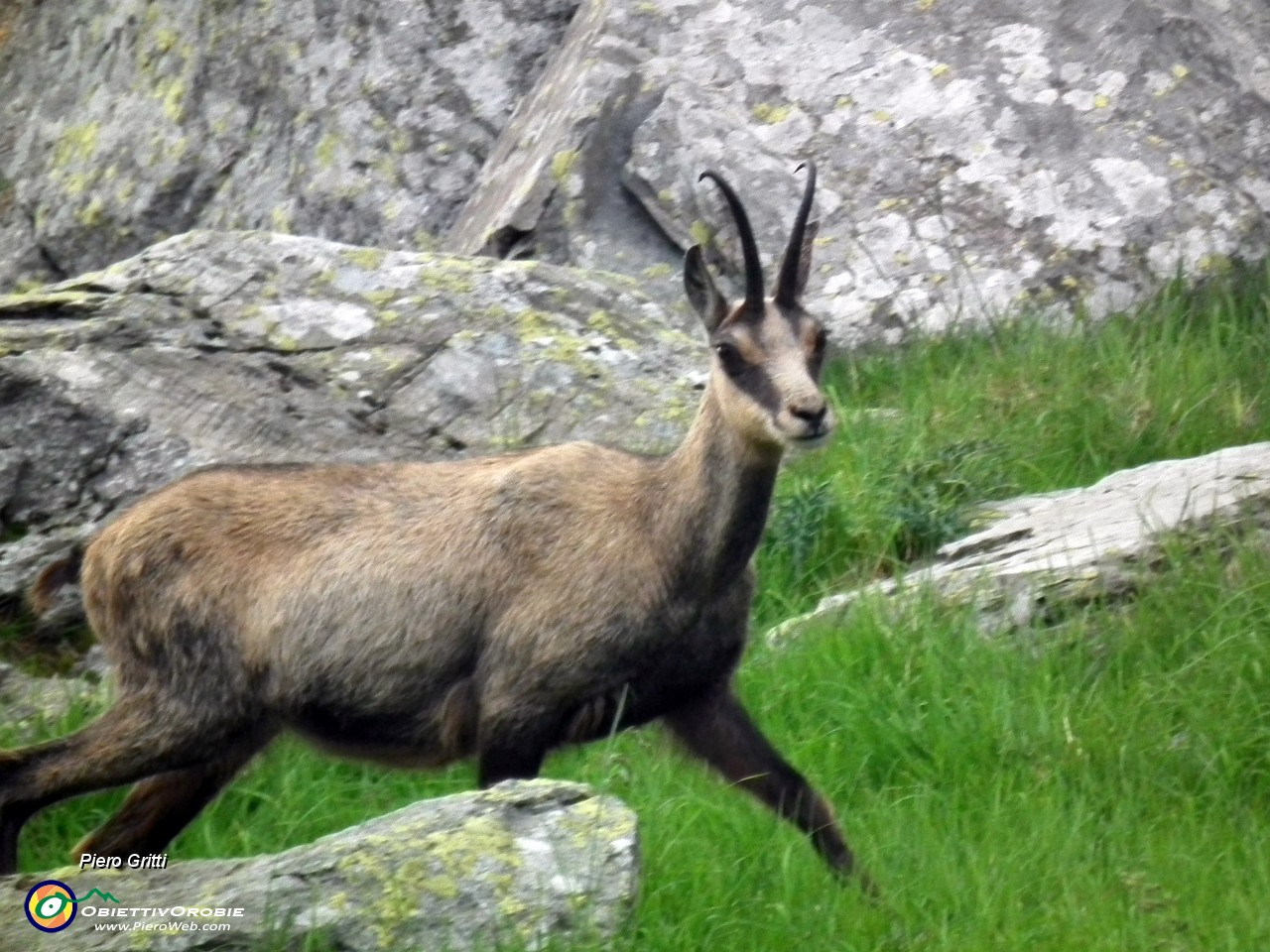 175 Un camoscio ci osserva incuriosito.JPG